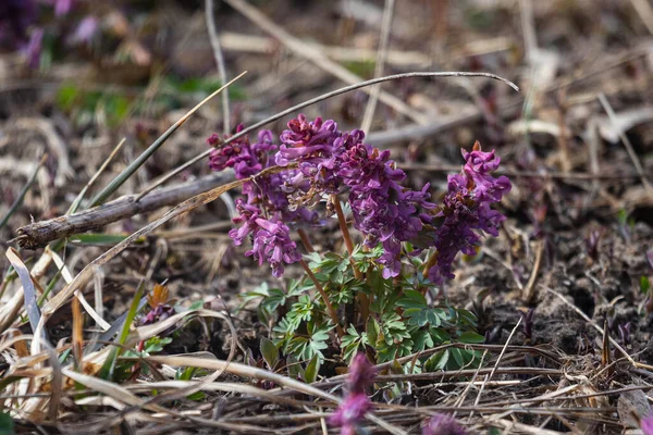 Fumewort Oiseau Dans Buisson Corydalis Solida Printemps — Photo