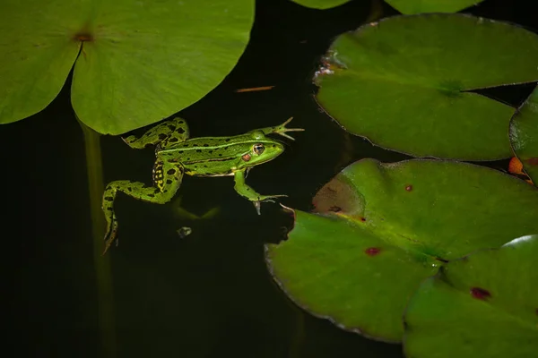 Common Grass Frog Rana Temporaria Pond Water Lilies — Foto de Stock