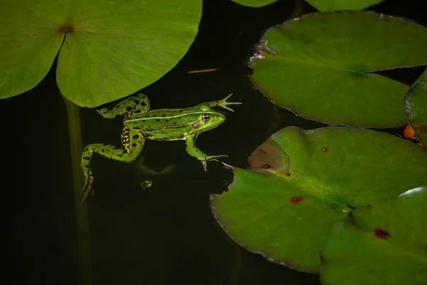 Grasfrosch Rana Temporaria Teich Mit Den Seerosen — Stockfoto