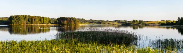 Panoramic View Picturesque Lake More Swans Lithuania Zarasai District — стоковое фото