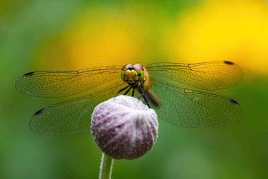 Ruddy darter (Sympetrum sanguineum),  female dragonfly on the flower bud