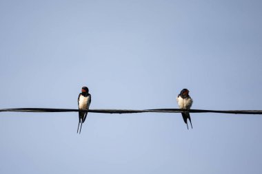 Two barn swallows (Hirundo rustica) siting on the wire