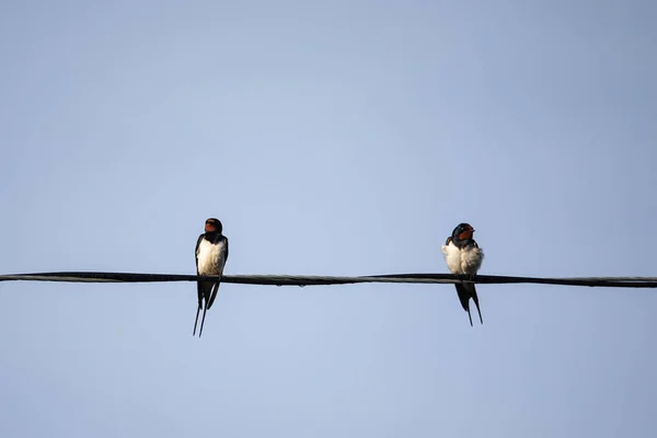 Two Barn Swallows Hirundo Rustica Siting Wire — Stock Fotó