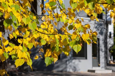 Autumn colors in the city of Kaunas, Lithuania. Birch branch with yellow colored leaves.
