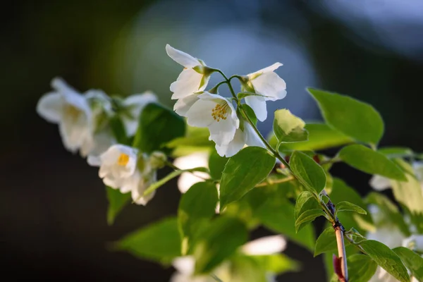 Γλυκόριζα Αγγλικό Dogwood Philadelphus Coronarius Aureus Ανθοφόρο Φυτό — Φωτογραφία Αρχείου