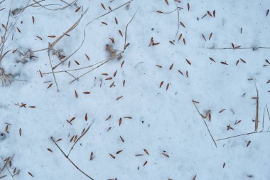 Ağacın bembeyaz kardaki tohumları. 