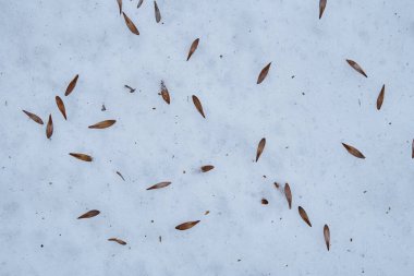 Ağacın bembeyaz kardaki tohumları. 