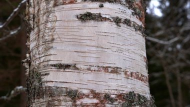 Kış ormanlarında huş ağacı kabuğu. 