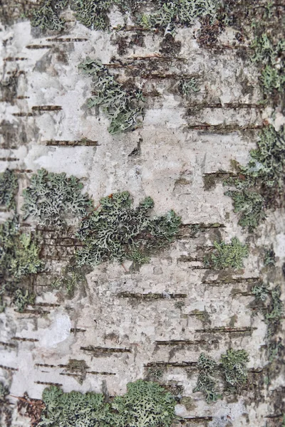 Zbliżenie Zielonego Mchu Korę Brzozy — Zdjęcie stockowe