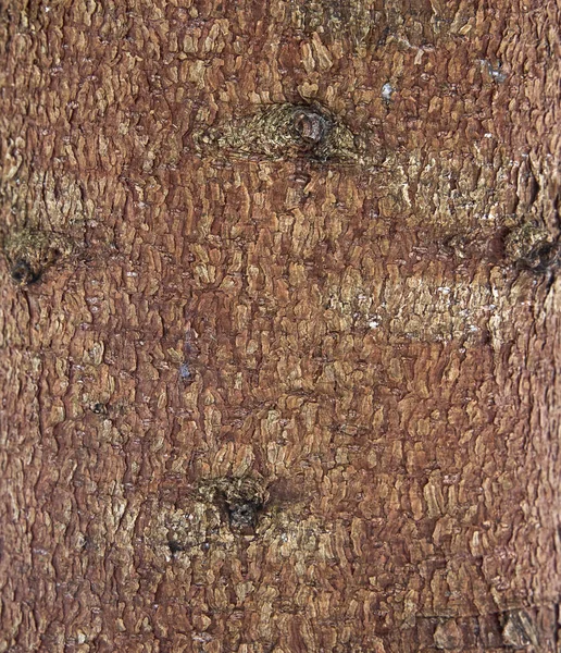 Écorce Épinette Couleur Rouge Dans Forêt Hiver — Photo