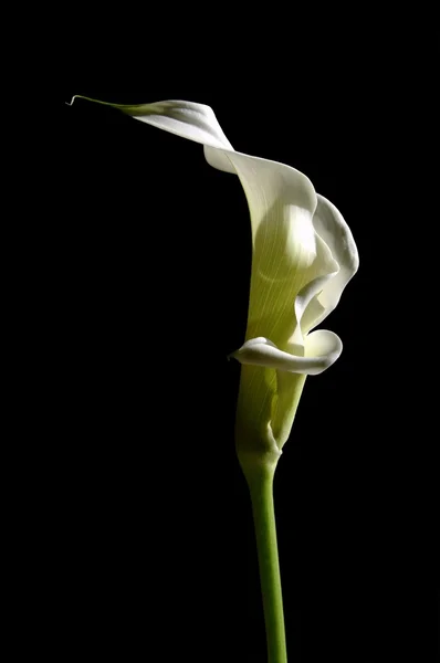 Mutant calla lily — Stockfoto