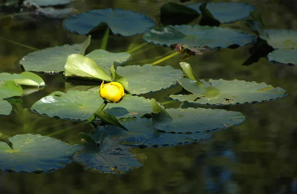 Alpine water lily, Nuphar Lutea — Stock Photo, Image