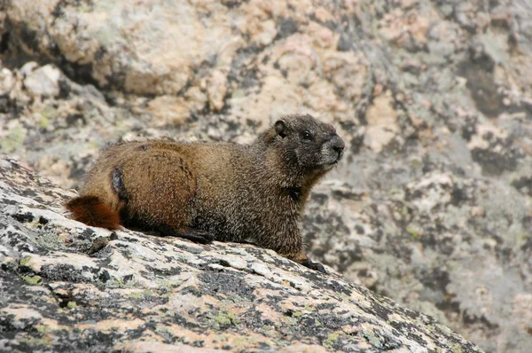 Hoary Marmot en las montañas rocosas — Foto de Stock