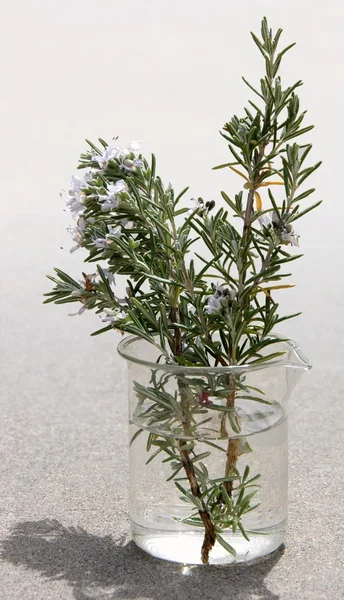 Sprig of rosemary — Stock Photo, Image