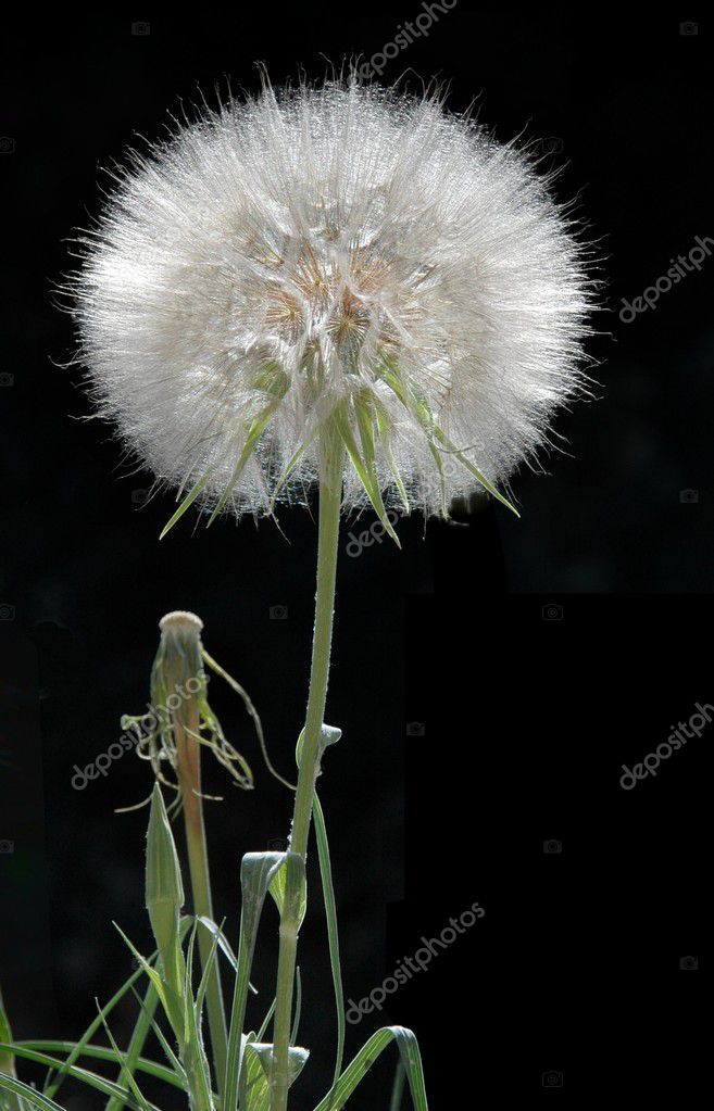 dandelion puff stock photo therealdarla 12595485