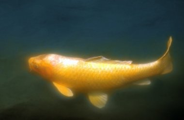 radyant koi