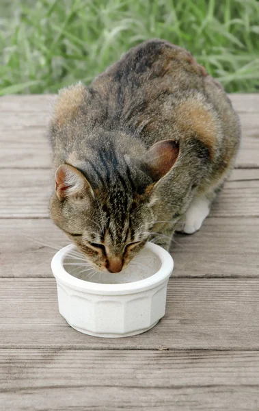 Etetés egy elkóborolt macska — Stock Fotó