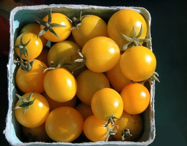 Małe żółte pomidory — Zdjęcie stockowe