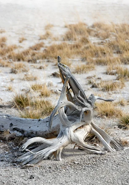 Legno morto nei calanchi — Foto Stock