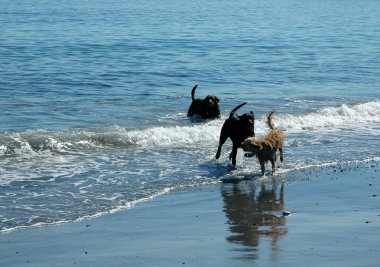 Dogs In The Surf clipart