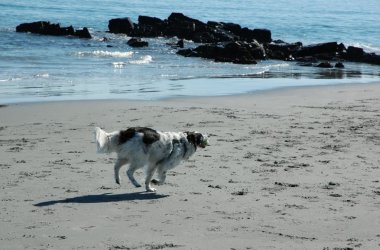 plajda çalışan çoban köpeği