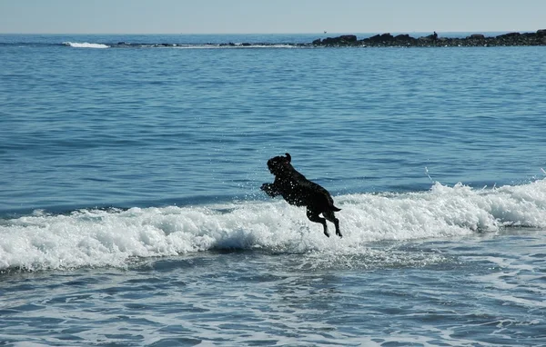 Laboratório exuberante na praia — Fotografia de Stock