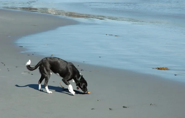 Pies plaża — Zdjęcie stockowe