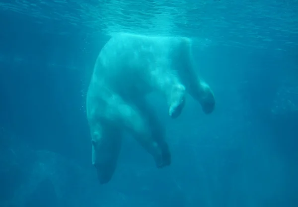 Buceo oso polar —  Fotos de Stock