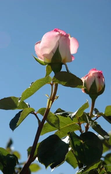 Ροζ τριαντάφυλλο μπουμπούκια — Φωτογραφία Αρχείου