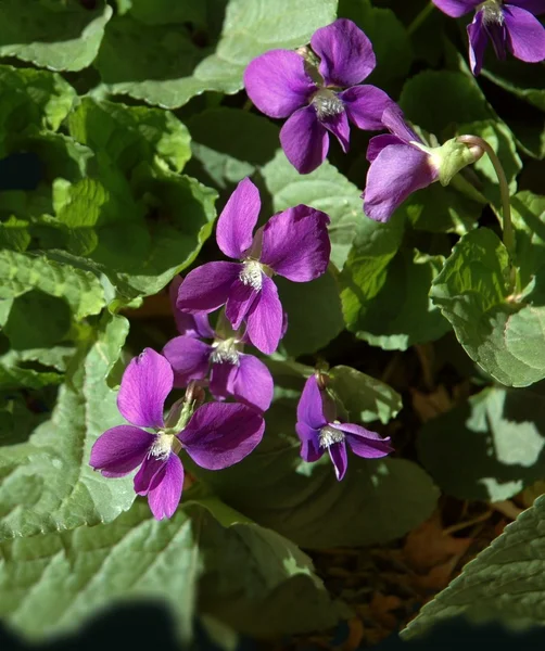 Violetas — Foto de Stock