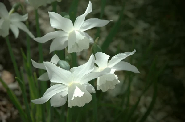 White Jonquils — Stock Photo, Image