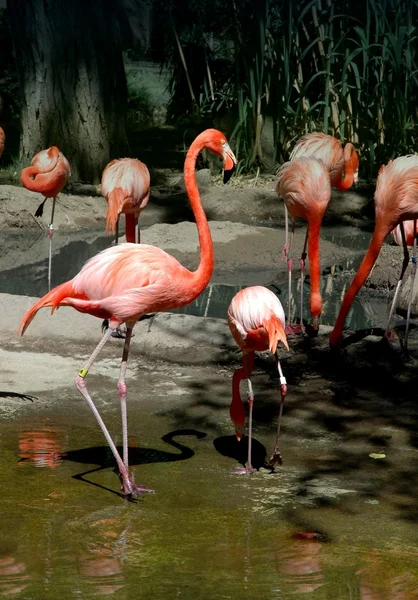 Flamingos