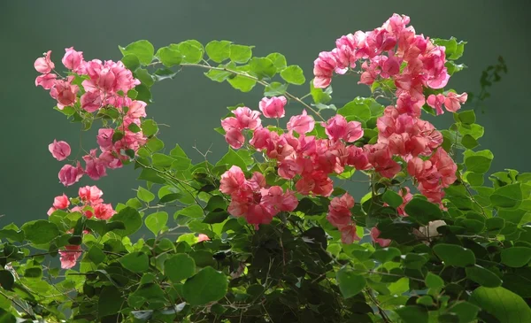 Bouganvilla — Stockfoto