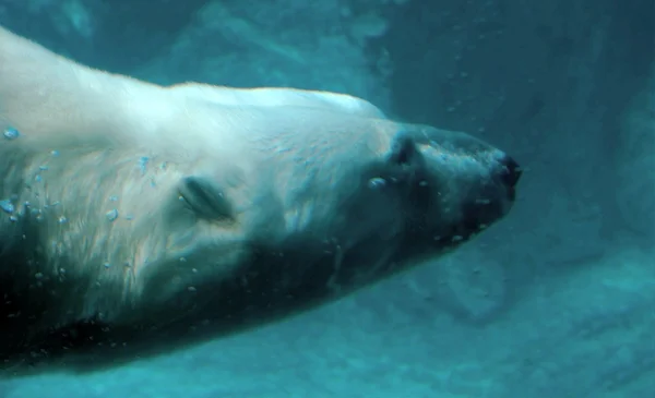 Orso polare sott'acqua — Foto Stock