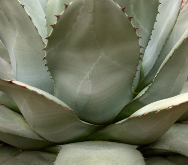 Agave yaprakları ve dikenler