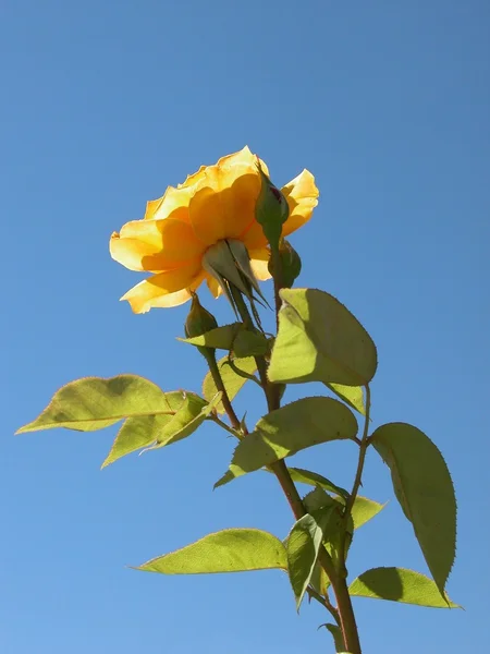 Ηρωική κίτρινο τριαντάφυλλο — Φωτογραφία Αρχείου
