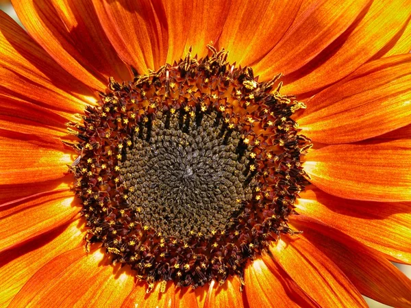 Sonnenblumen-Gesicht — Stockfoto