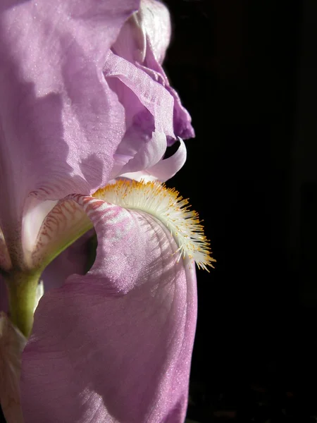 Royal Purple Iris — Stock Photo, Image