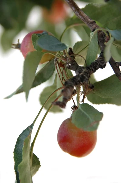 Krabba äpplen — Stockfoto