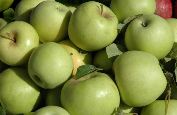 Ripe apples at the market — Stock Photo, Image