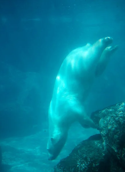 潜水的北极熊 — 图库照片