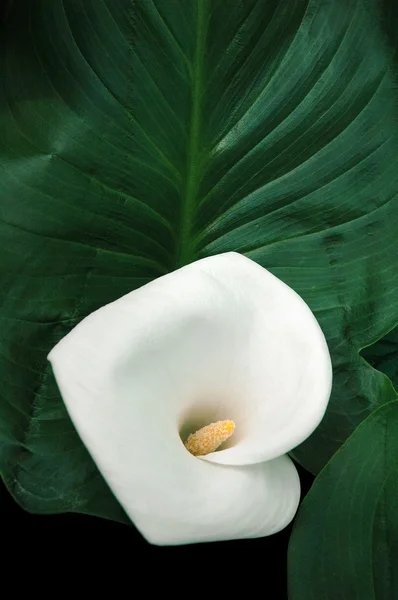 Bosque Lily — Foto de Stock