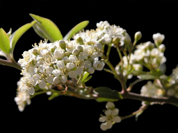 Pyracantha bloemen — Stockfoto