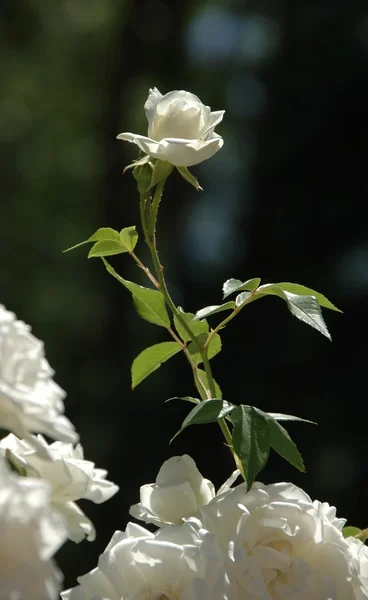 Ενιαία λευκό τριαντάφυλλο — Φωτογραφία Αρχείου