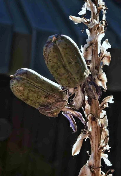 早朝の光 ニューメキシコ州の州の花のユッカの種鞘 — ストック写真