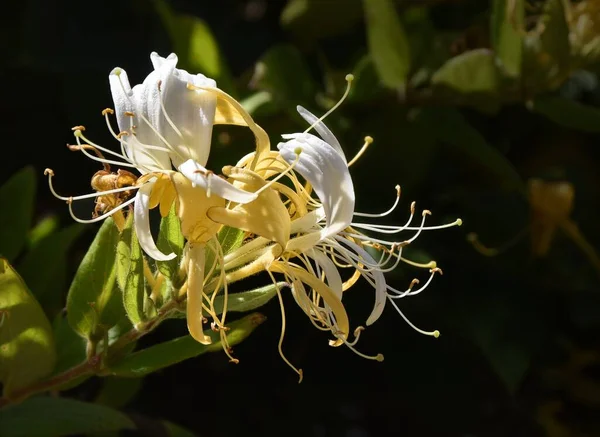 Honeysuckle Flowers White Yellow Dark Viny Background — Photo