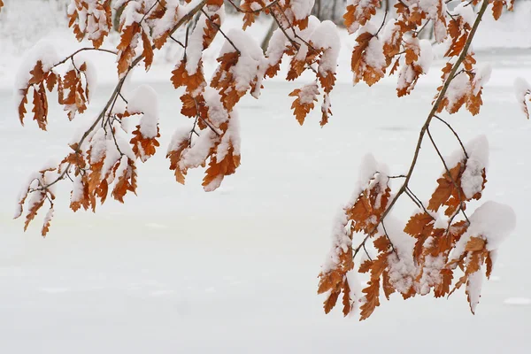 Liście pokryte przez śnieg — Zdjęcie stockowe