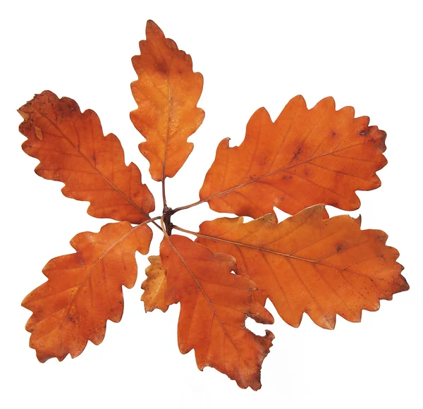 Dry oak leaves — Stock Photo, Image