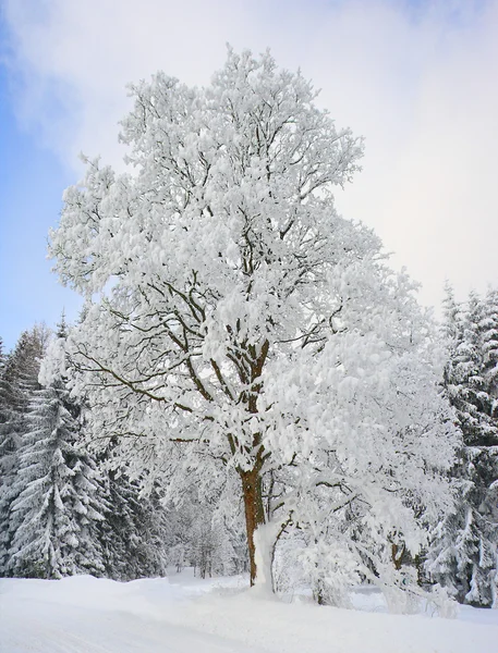 Een sneeuw bedekte boom — Stockfoto