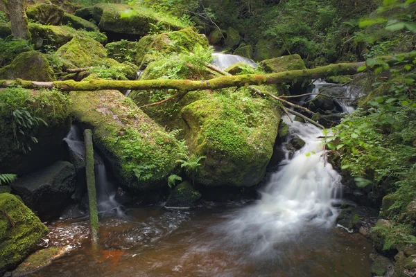 Brook with fallen trunk — Stock Photo, Image